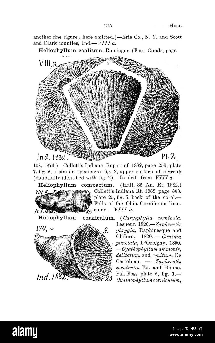 Ce dictionnaire compile des informations sur les fossiles de Pennsylvanie et de ses états voisins, présentant les espèces identifiées dans les études géologiques et les catalogues, y compris la classification des fossiles et leur importance. Banque D'Images