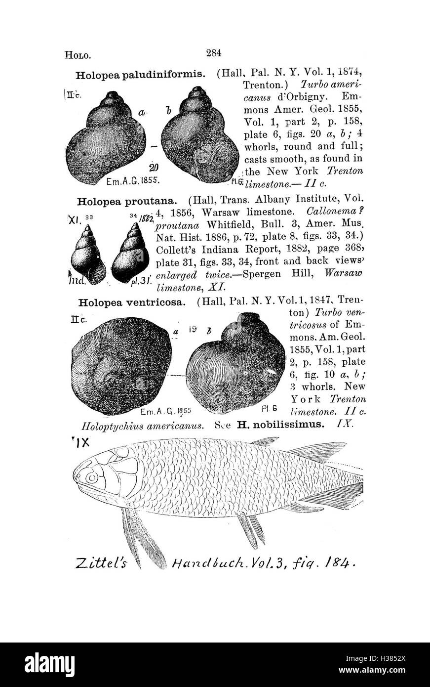 Ce dictionnaire fournit une liste complète des espèces fossiles trouvées en Pennsylvanie et dans les régions avoisinantes, en se concentrant sur leur classification, leur contexte géologique et leur importance historique. Banque D'Images