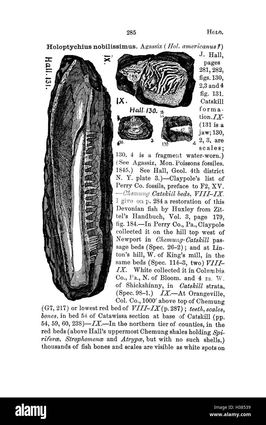 Ce dictionnaire documente les espèces fossiles trouvées en Pennsylvanie et dans les états voisins, fournissant des données précieuses sur l'histoire géologique de la région. Banque D'Images