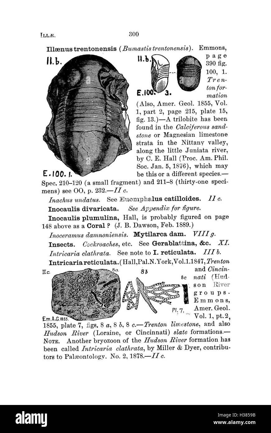 Cette page présente un dictionnaire des espèces fossiles trouvées en Pennsylvanie et dans les états voisins, classées en fonction des rapports des études géologiques. Banque D'Images
