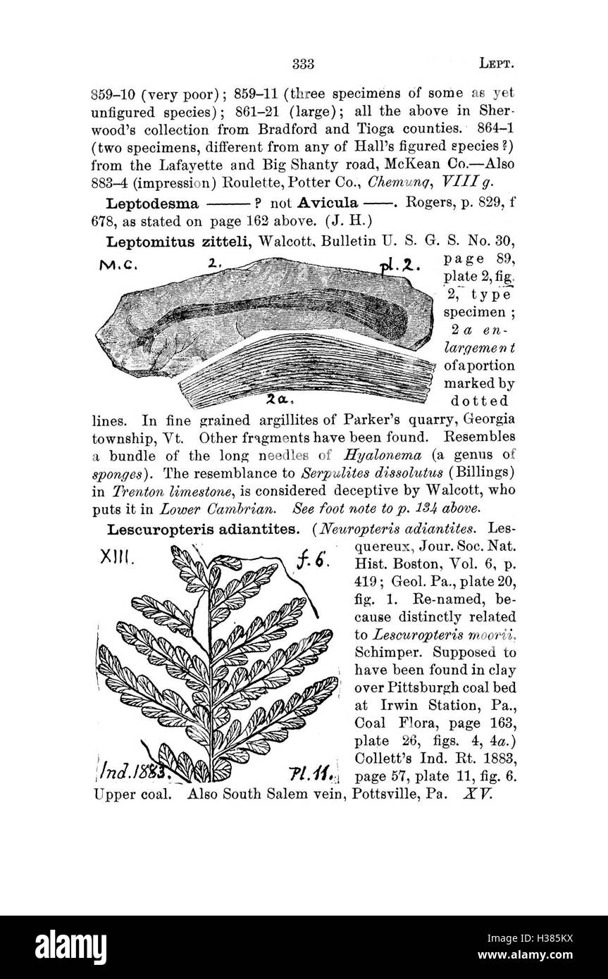 Ce dictionnaire fournit une liste complète des fossiles trouvés en Pennsylvanie et dans les environs, détaillant leur classification et leur signification. Banque D'Images