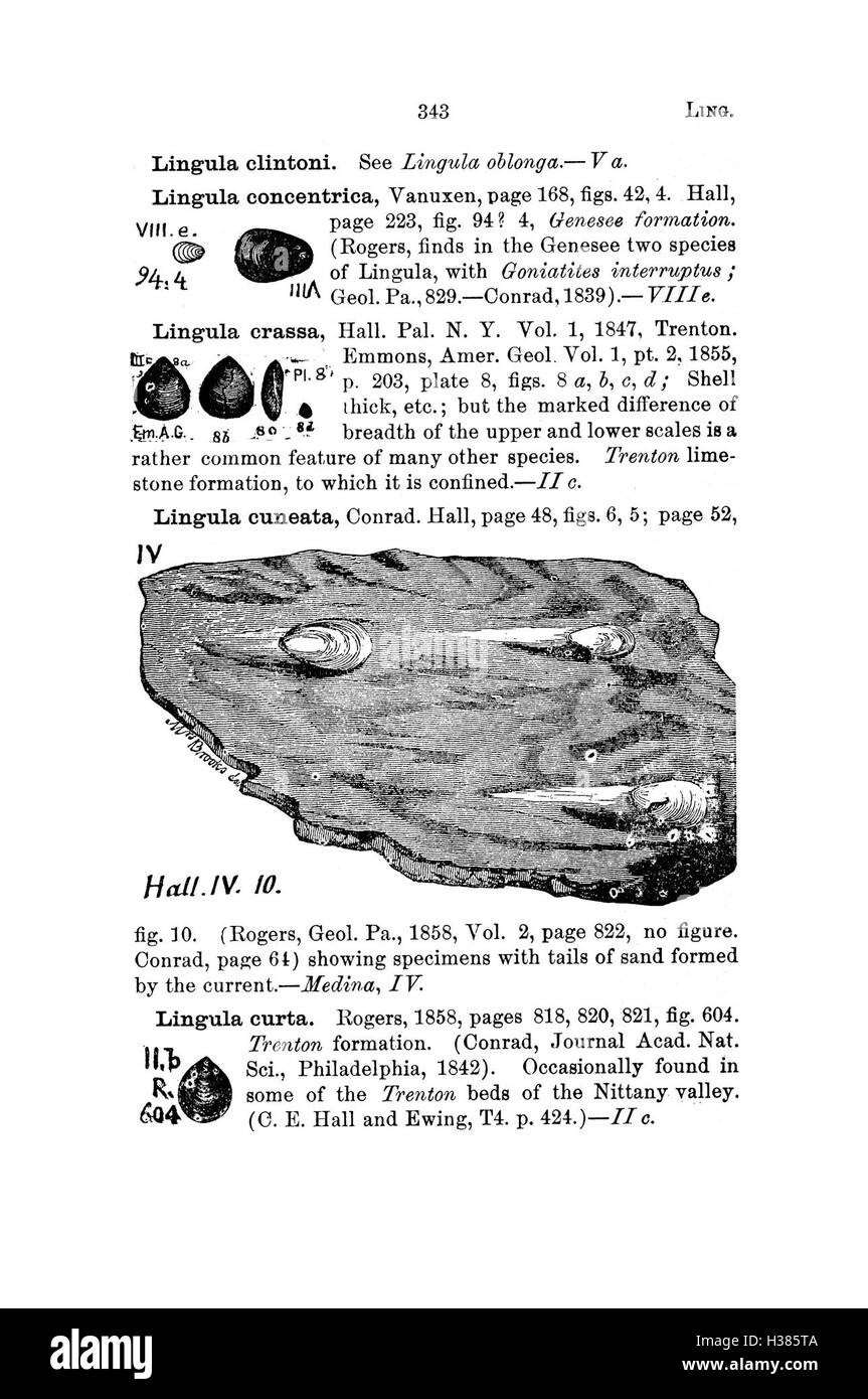 Ce dictionnaire répertorie les fossiles trouvés en Pennsylvanie et dans les états environnants, documentant les espèces identifiées par des relevés et des catalogues de fossiles. Banque D'Images