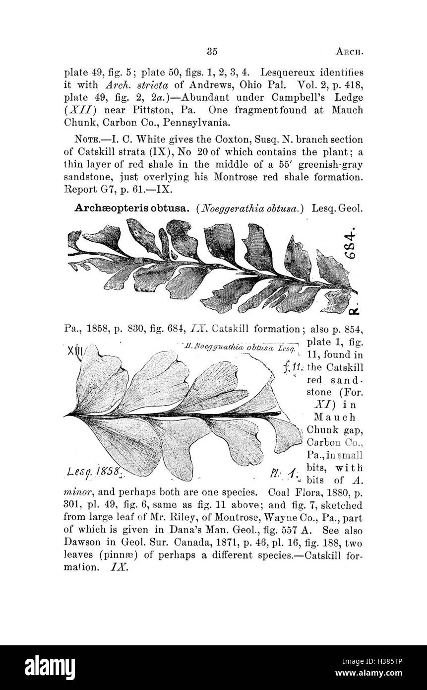 Ce dictionnaire fournit des descriptions détaillées et des classifications des fossiles trouvés en Pennsylvanie et dans les états environnants, basées sur des rapports d'enquête et des catalogues. Banque D'Images