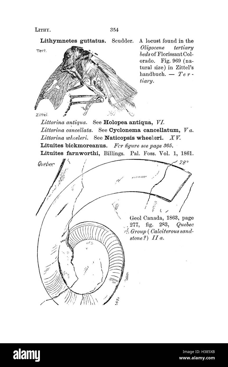 Ce dictionnaire fournit une liste alphabétique et une description des espèces fossiles trouvées en Pennsylvanie et dans les états voisins, basée sur des rapports d'enquête et des catalogues. Banque D'Images