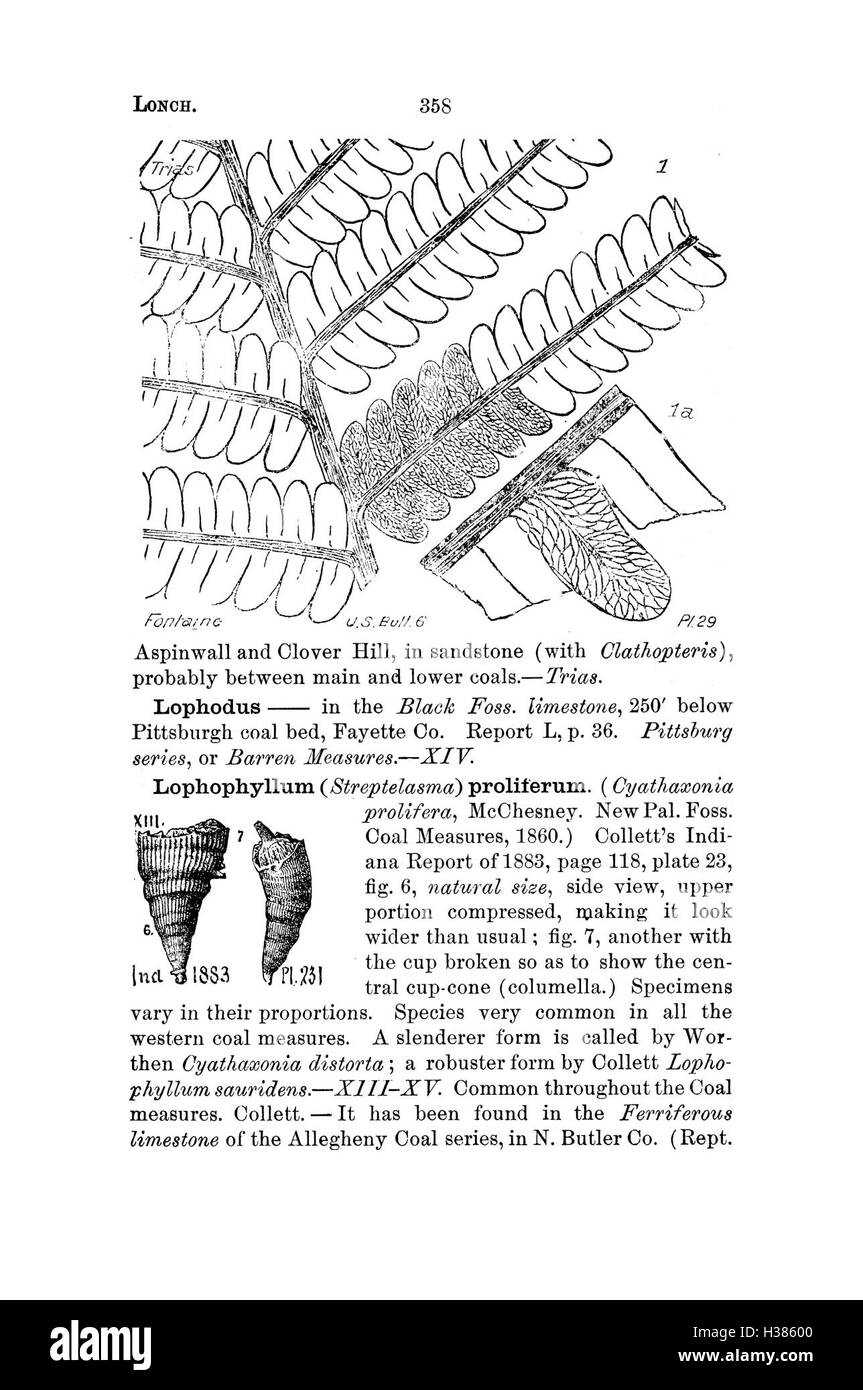 Ce dictionnaire compile les espèces fossiles de Pennsylvanie et des régions avoisinantes, les cataloguant sur la base de relevés et de rapports de relevés géologiques. Banque D'Images