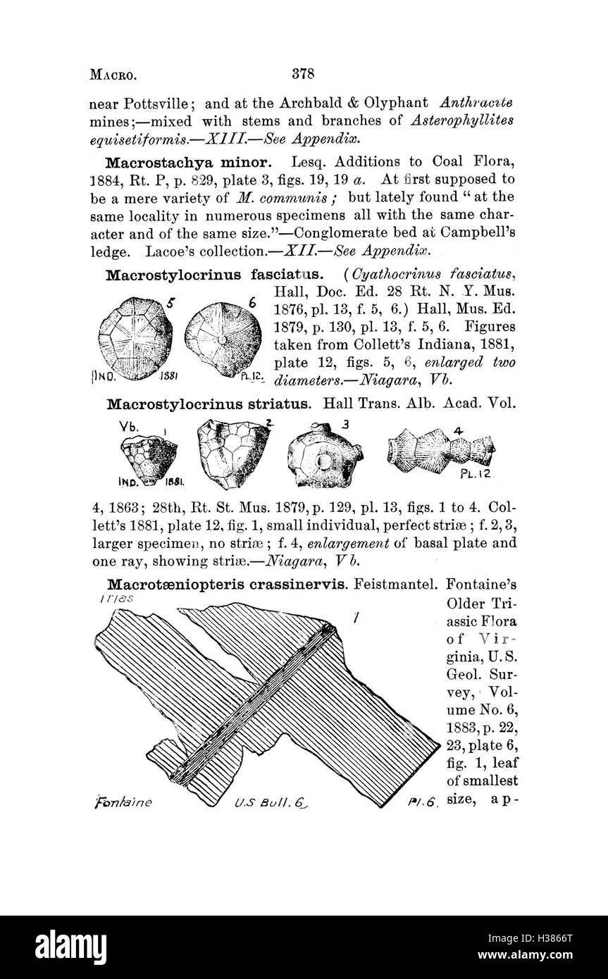 Ce dictionnaire fournit des descriptions détaillées des espèces fossiles trouvées en Pennsylvanie et dans les régions avoisinantes, basées sur des rapports de relevés. Il comprend la classification, la signification géologique et des références à des restes fossilisés. Banque D'Images
