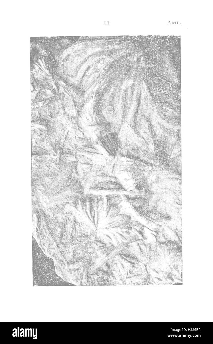 Un guide de référence détaillant les fossiles de la Pennsylvanie et des états environnants, y compris l'identification des espèces, la classification et les données géologiques basées sur les rapports d'étude. Banque D'Images