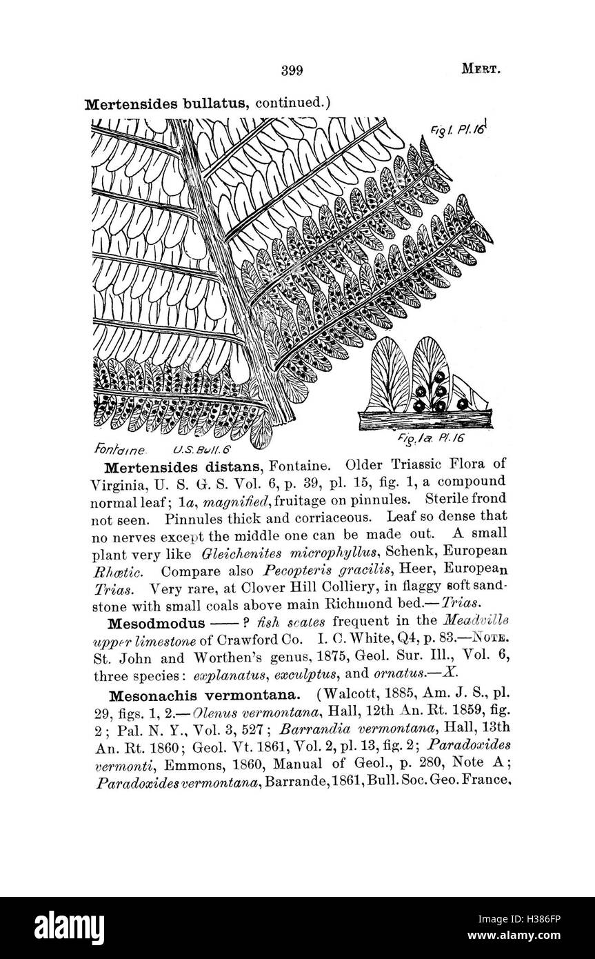 Cette page présente un dictionnaire des espèces fossiles trouvées en Pennsylvanie et dans les régions avoisinantes, fournissant des descriptions de leurs caractéristiques et de leur signification géologique. Banque D'Images
