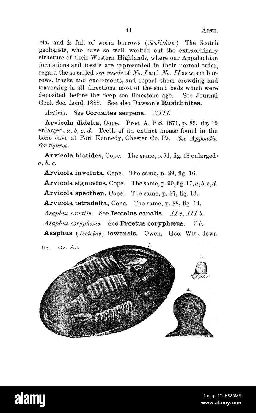 Ce travail répertorie les fossiles trouvés en Pennsylvanie et dans les régions avoisinantes, fournissant des descriptions détaillées des espèces identifiées dans les études géologiques. Banque D'Images