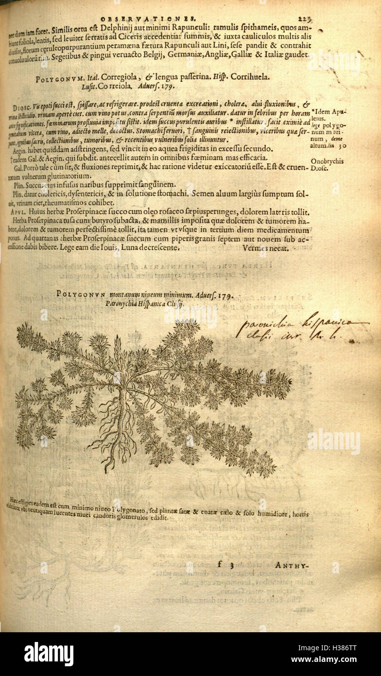 Ce travail botanique traite de l'histoire et des propriétés des plantes, en se concentrant sur la classification, les utilisations médicinales et leur rôle dans le monde naturel. Banque D'Images