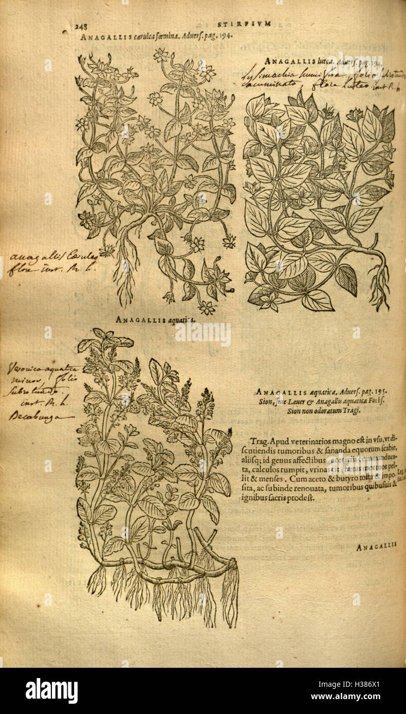 Ce travail botanique fournit un compte rendu détaillé des plantes et de leurs propriétés médicinales, en se concentrant sur les espèces végétales, la classification et les utilisations en phytothérapie. Banque D'Images