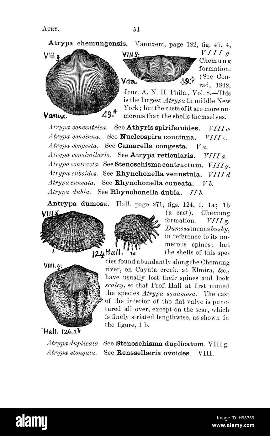Ce dictionnaire répertorie les fossiles de Pennsylvanie et des états voisins, offrant des noms, des descriptions et des contextes géologiques des espèces trouvées dans la région. Banque D'Images
