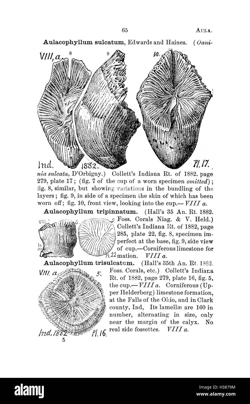 Ce dictionnaire fournit une longue liste de fossiles trouvés en Pennsylvanie et dans les états voisins. Il comprend des noms d'espèces, une classification et des descriptions détaillées, offrant des informations précieuses pour les paléontologues et les passionnés de fossiles. Banque D'Images