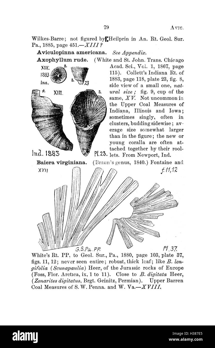 Ce travail fournit un dictionnaire complet des fossiles de Pennsylvanie et des états voisins, détaillant les espèces trouvées et cataloguées lors des études géologiques. Banque D'Images