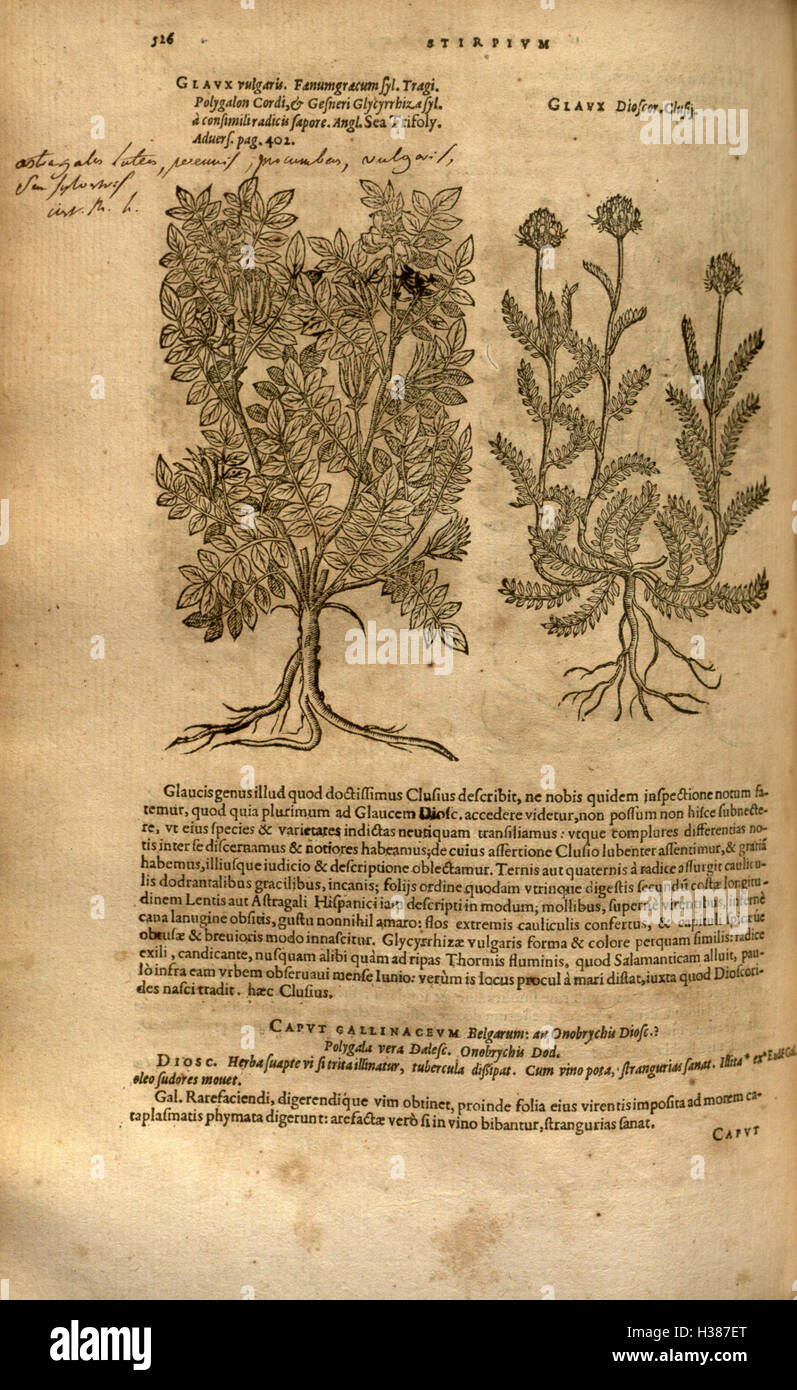 Ce travail se concentre sur l'histoire et la classification des plantes, détaillant leurs caractéristiques, leurs propriétés médicinales et leurs utilisations, offrant un aperçu des premières études botaniques. Banque D'Images