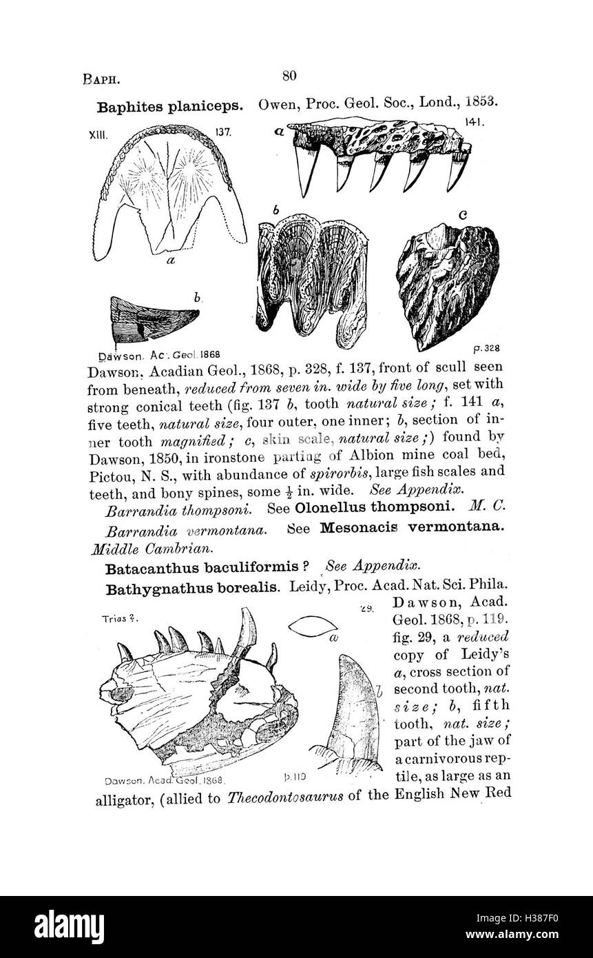 Ce dictionnaire répertorie les fossiles découverts en Pennsylvanie et dans les régions avoisinantes, fournissant des descriptions détaillées et des classifications des espèces trouvées lors des études géologiques. Banque D'Images
