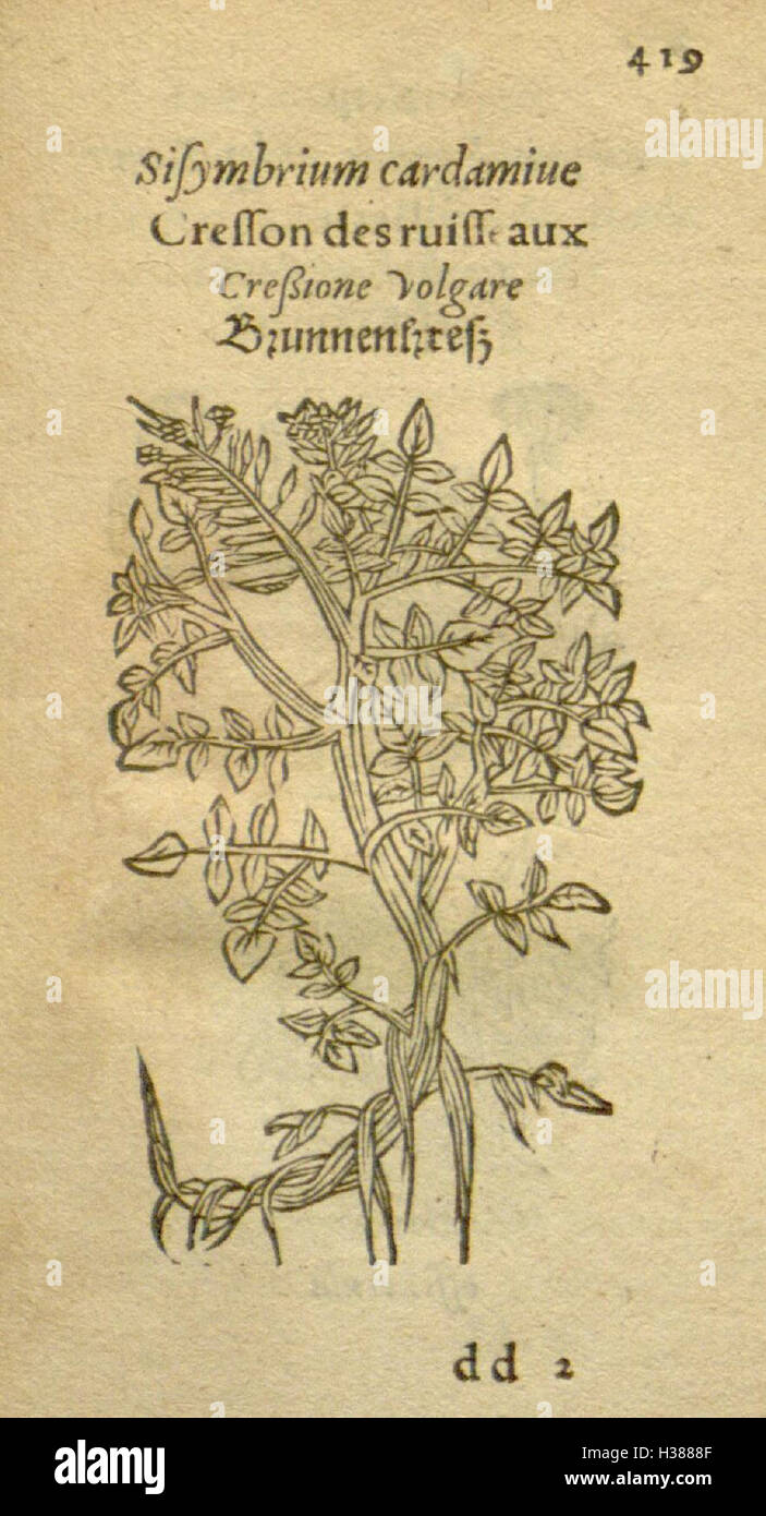Ce travail présente des illustrations détaillées de diverses espèces végétales, en se concentrant sur leur anatomie, leur morphologie et leur classification. Banque D'Images