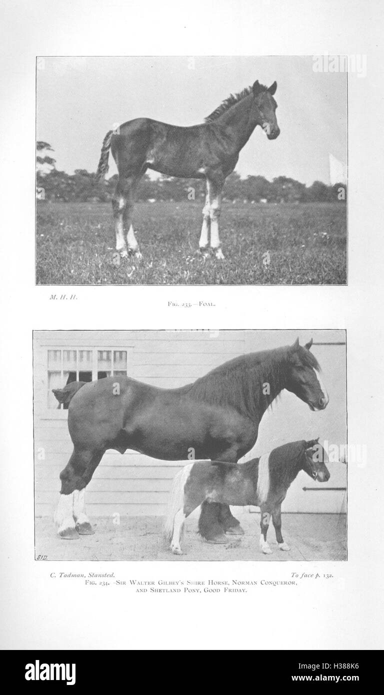 Cette page traite des caractéristiques physiques et anatomiques du cheval, en fournissant des détails sur les caractéristiques clés telles que la structure du corps, la posture et le mouvement. Banque D'Images Cette page traite des caractéristiques physiques et anatomiques du cheval, en fournissant des détails sur les caractéristiques clés telles que la structure du corps, la posture et le mouvement. Banque D'Images