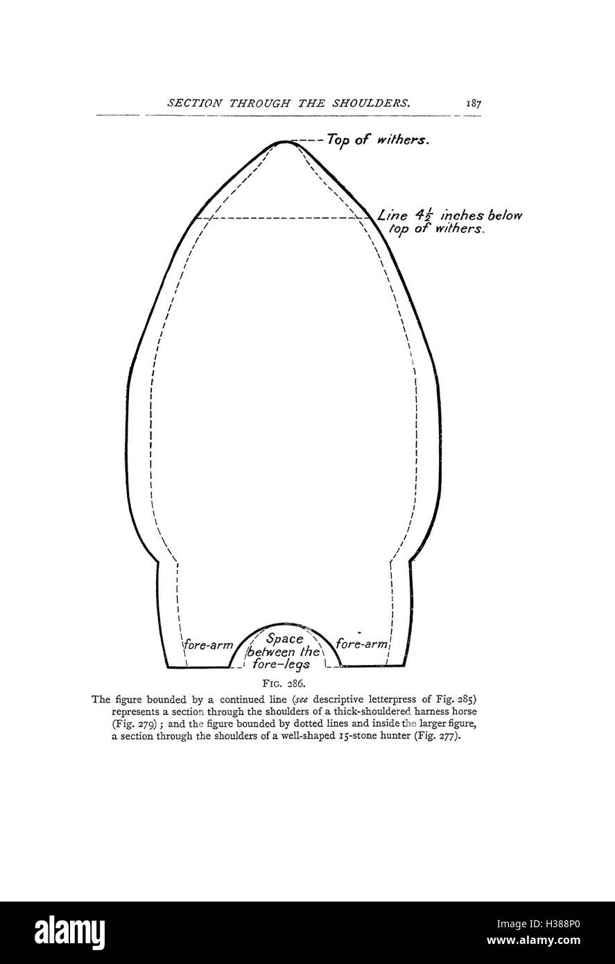 Ce travail décrit les caractéristiques anatomiques clés et les points d’intérêt du corps du cheval, offrant un aperçu de l’anatomie équine et des facteurs affectant la santé et la performance du cheval. Banque D'Images