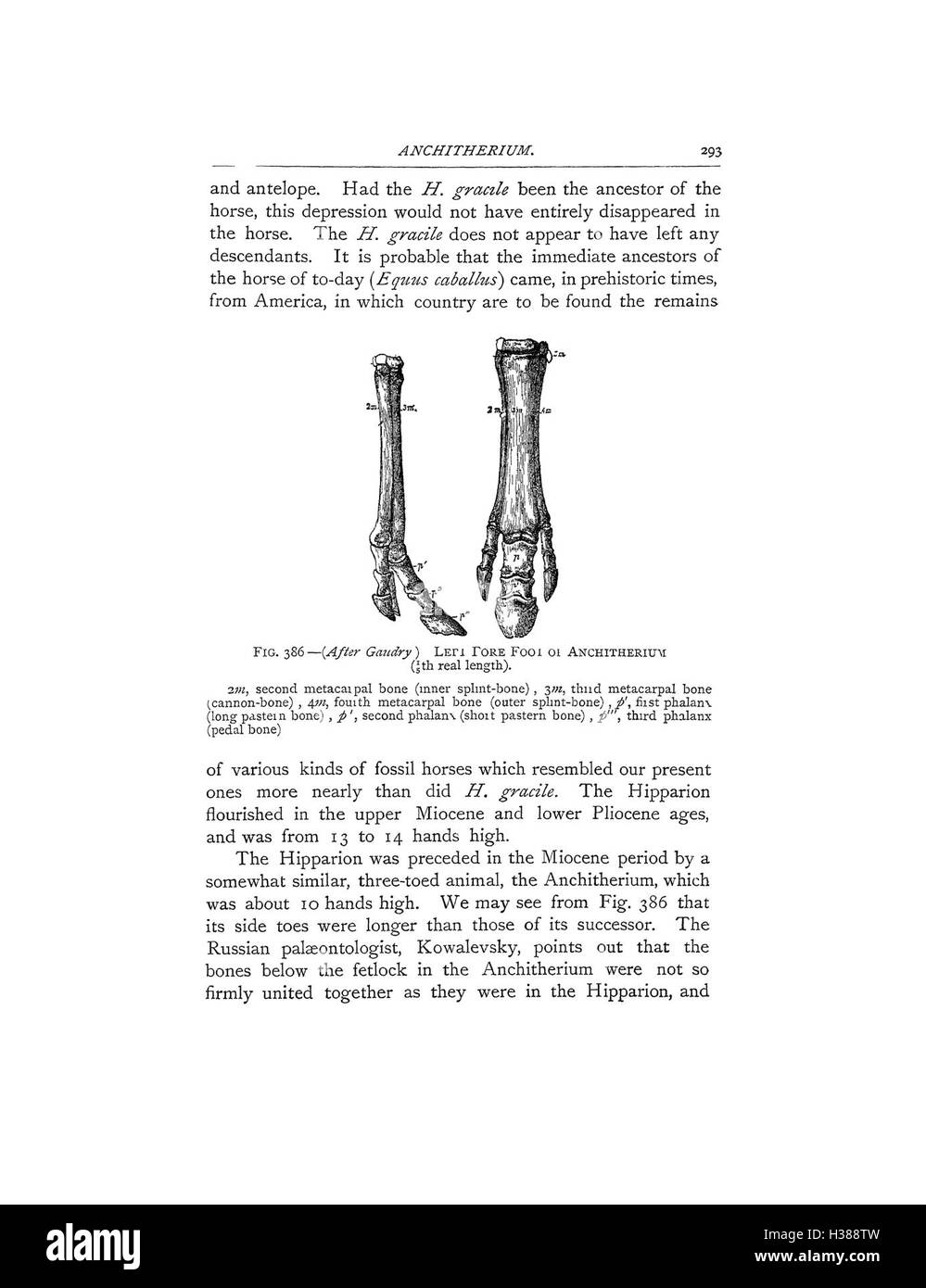 Ce guide explore les points anatomiques du cheval, en identifiant les caractéristiques clés et en donnant un aperçu de leur importance pour les soins vétérinaires, la formation et la performance. Banque D'Images