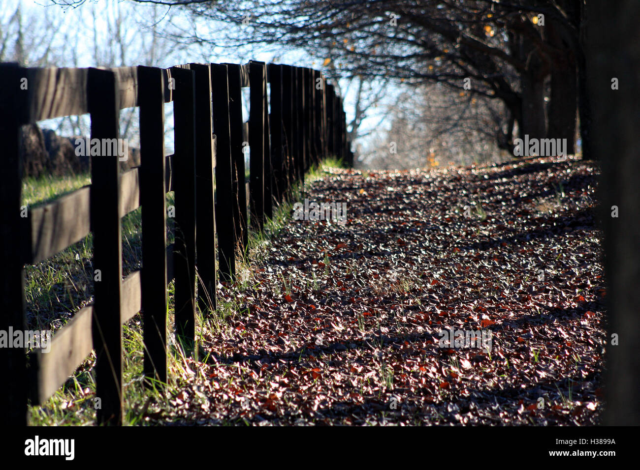 Voir le long d'une clôture en bois à l'automne Banque D'Images