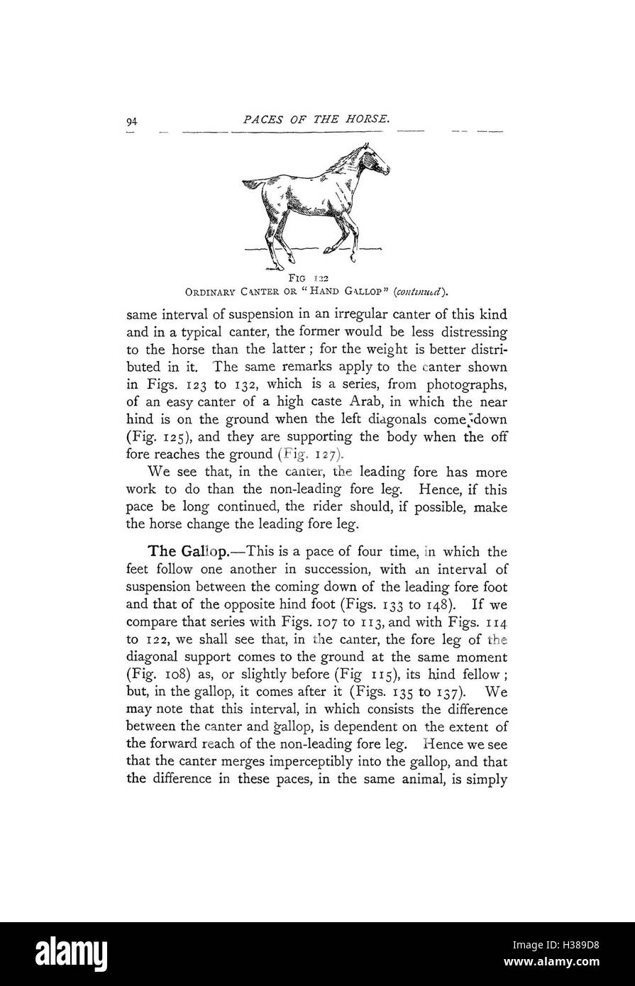 Ce travail couvre des points clés liés à l'anatomie du cheval, au mouvement et aux divers aspects de la physiologie équine critiques pour les cavaliers et les entraîneurs. Banque D'Images