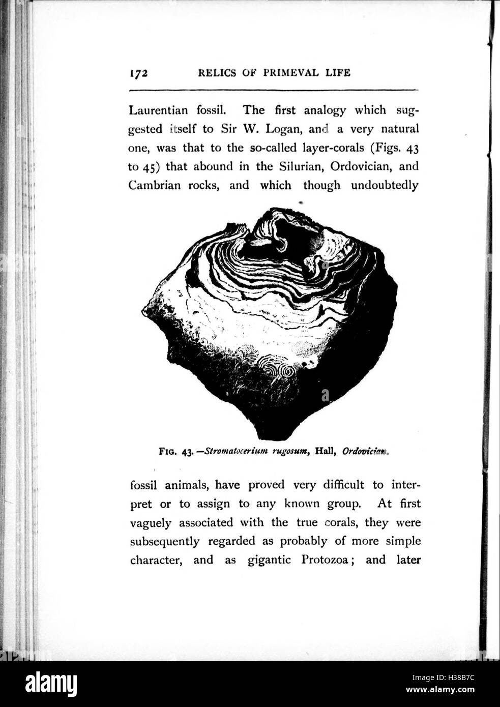 Ce travail explore les fossiles et les restes de formes de vie anciennes, y compris les plantes et les animaux préhistoriques, offrant un aperçu des écosystèmes primitifs et de l'histoire de l'évolution. Banque D'Images