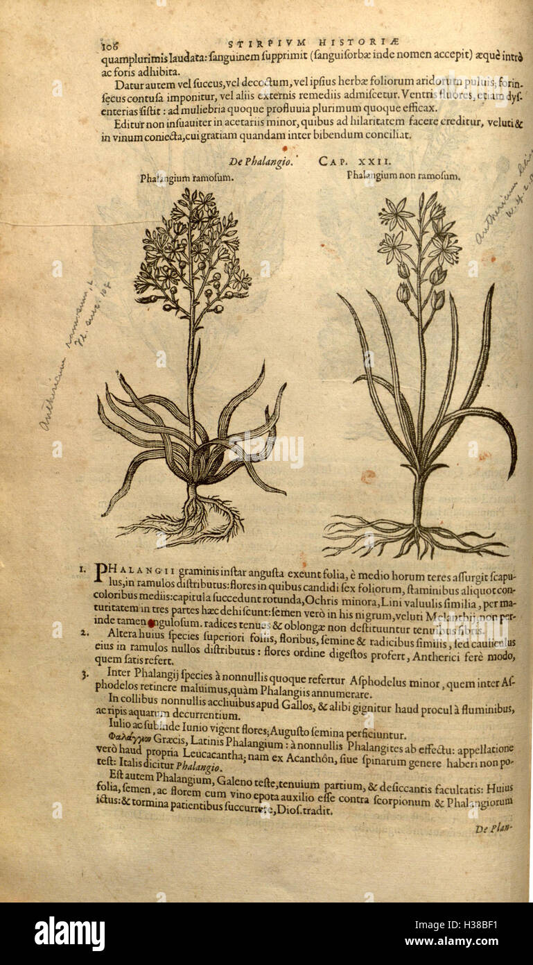 Cet ouvrage botanique de Rembert Dodoens présente une histoire détaillée et une classification des plantes, en se concentrant sur leurs utilisations médicinales et pratiques. Banque D'Images