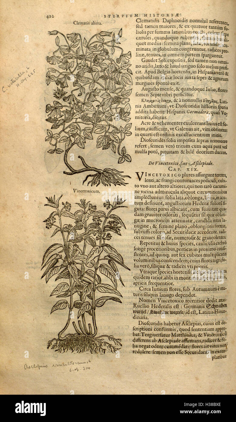 Poursuite des travaux de Rembert Dodoens sur la classification et les utilisations des espèces végétales, fournissant des descriptions plus détaillées des plantes européennes et de leurs avantages thérapeutiques sur la base d'études et d'observations scientifiques. Banque D'Images