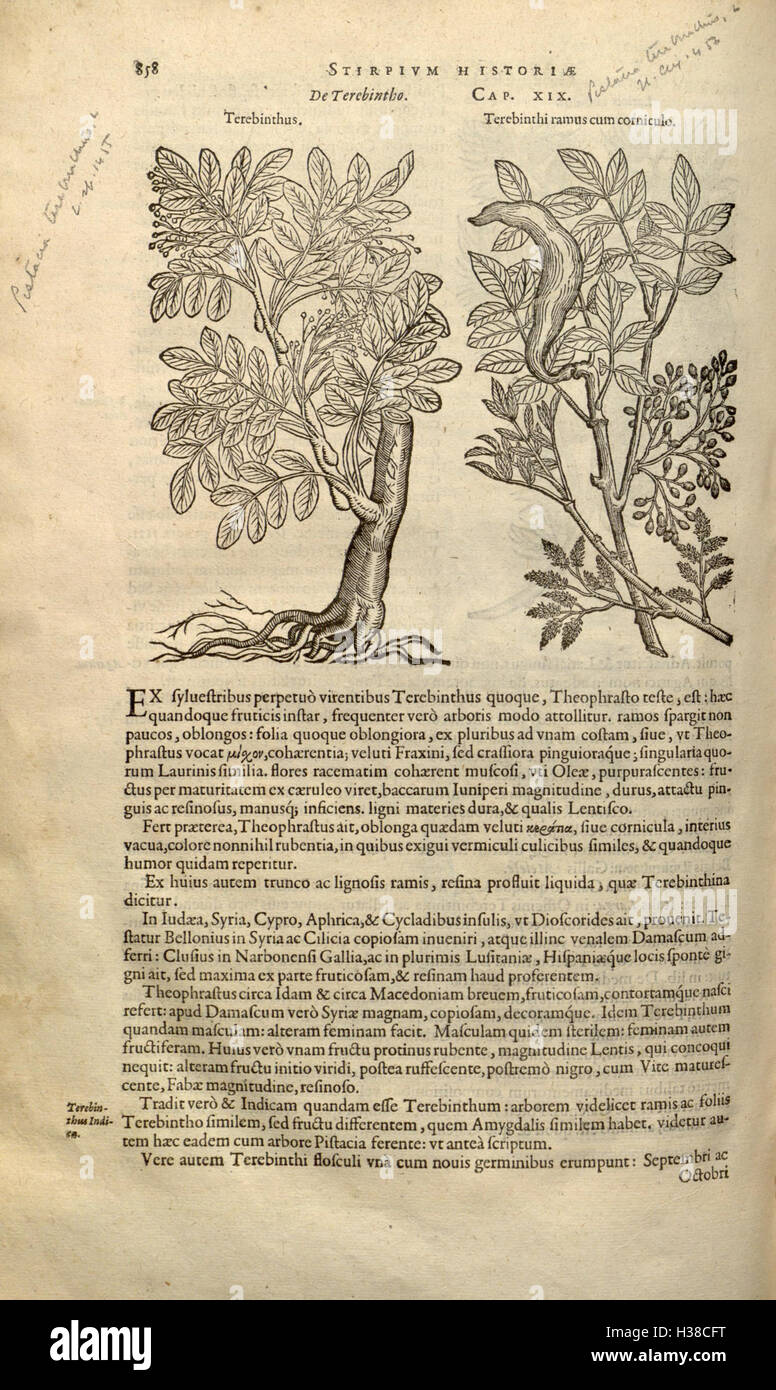Un travail scientifique détaillant la classification et la description des plantes, en se concentrant sur six volumes et trente livres, offrant des aperçus historiques et botaniques. Banque D'Images