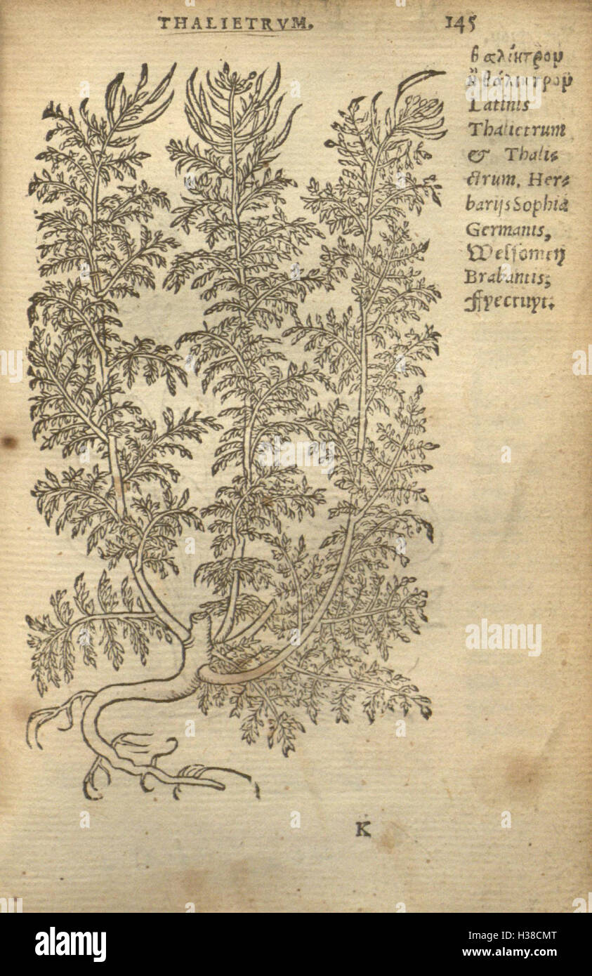 Un ouvrage botanique présentant des illustrations et des descriptions détaillées de plantes tirées des travaux historiques de Rembert Dodoens, axé sur la classification des espèces végétales et les représentations visuelles. Banque D'Images