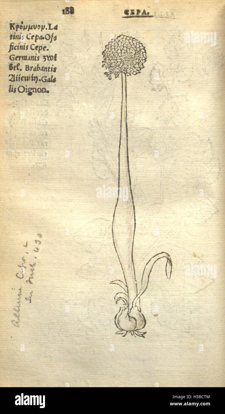 Cet ouvrage historique de Rembert Dodonaeus présente des illustrations détaillées des plantes, en soulignant leurs propriétés médicinales et leur classification selon le système botanique historique. Banque D'Images