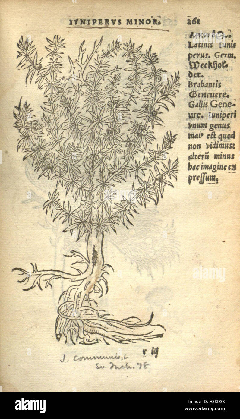 Ce texte botanique de Rembert Dodoens présente des illustrations vivantes de plantes, ainsi que des commentaires détaillés sur leurs utilisations médicinales, leurs origines et leur classification. Banque D'Images