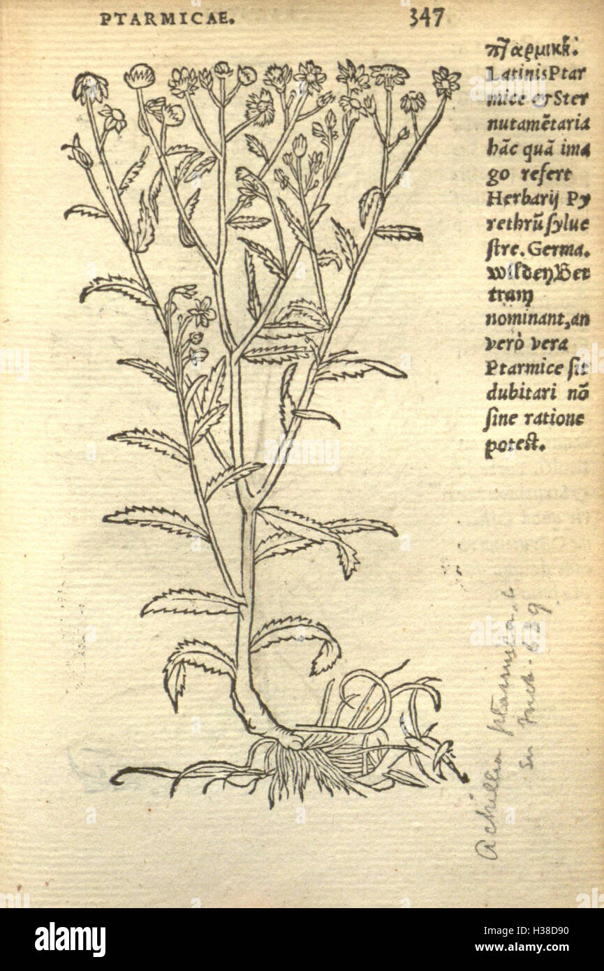 La page 347 de 'Remberti Dodonaei' présente des illustrations botaniques vives de plantes, mettant l'accent sur la classification des espèces végétales et les études botaniques historiques de la période de la Renaissance. Banque D'Images