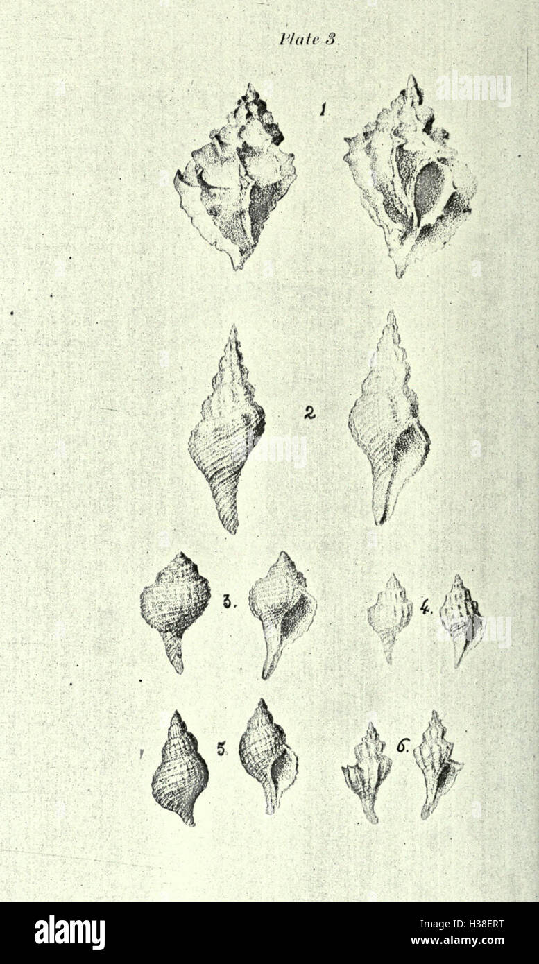 Cette réédition se concentre sur l'étude des coquilles fossiles de la période tertiaire de l'Amérique du Nord, explorant les espèces trouvées pendant cette période géologique et leur importance pour la paléontologie. Banque D'Images
