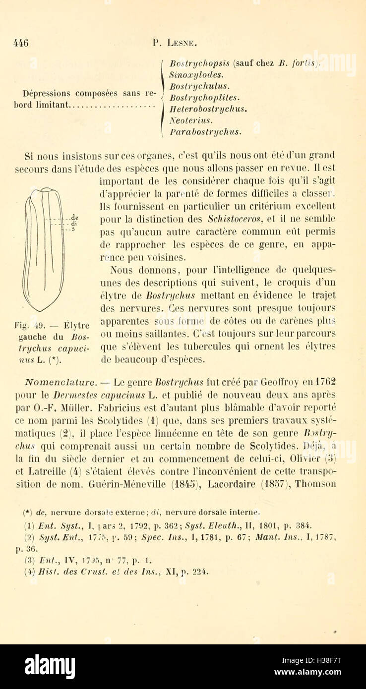 Une révision de la famille des coléoptères Bostrychidae, axée sur la classification et les caractéristiques des espèces. Banque D'Images