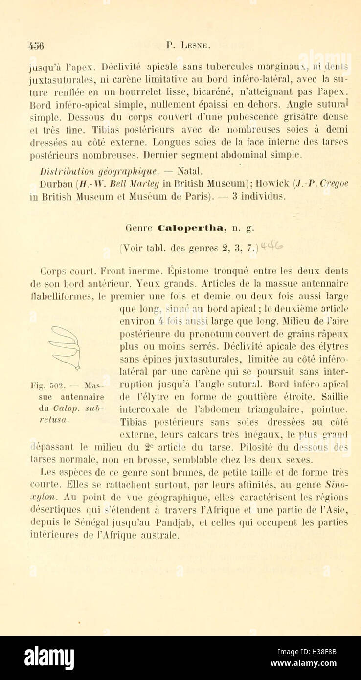 Une révision de la famille des coléoptères Bostrychidae, y compris la classification des espèces, la taxonomie et les rôles écologiques de ces insectes forestiers. Banque D'Images