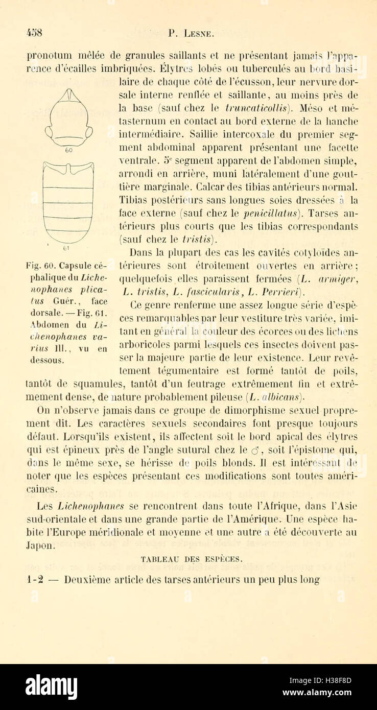 Cette page traite de la famille des coléoptères Bostrychidae et fournit une révision détaillée de leurs espèces, de leur classification et de leurs rôles écologiques dans leurs habitats. Banque D'Images