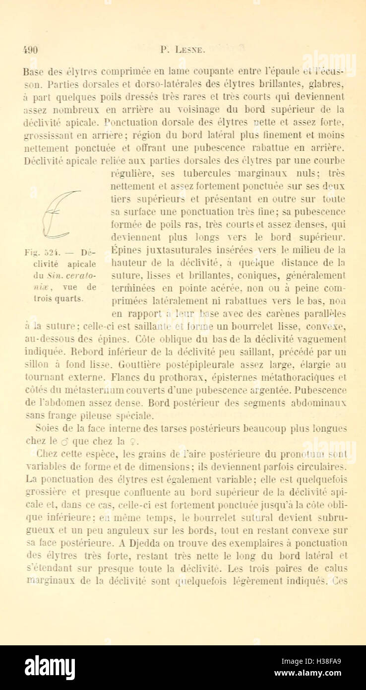 Ce travail fournit une révision de la famille des coléoptères Bostrychidae, détaillant la classification des espèces, la morphologie et leurs rôles écologiques. Banque D'Images