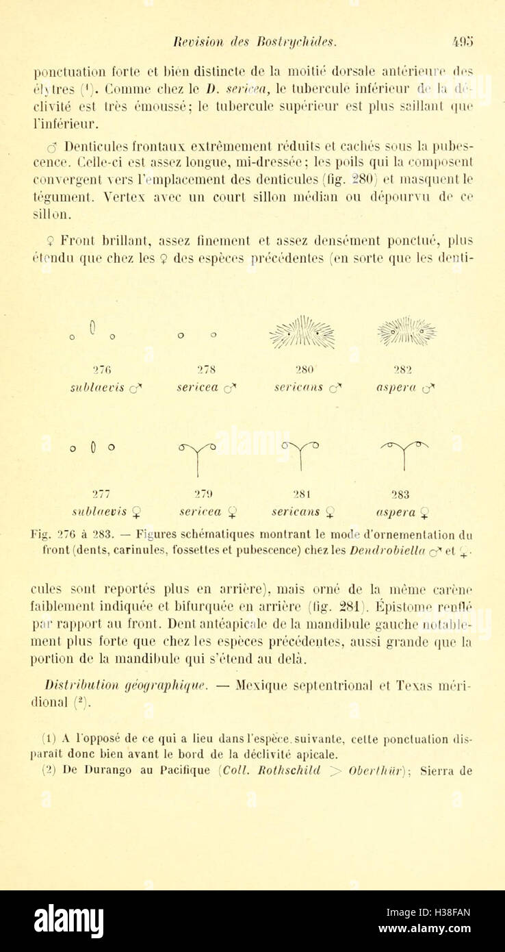 Ce travail présente une révision de la famille des coléoptères Bostrychidae, détaillant leurs espèces, leur classification et leur rôle écologique dans leurs habitats. Banque D'Images