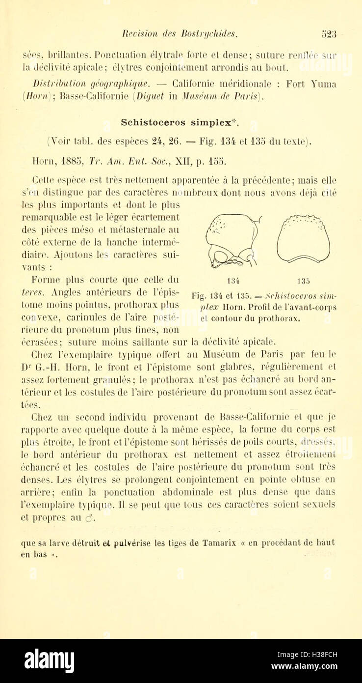 Ce travail fournit une révision de la famille des coléoptères Bostrychidae, en se concentrant sur la classification des espèces, les détails morphologiques et les relations taxonomiques au sein du groupe. Banque D'Images