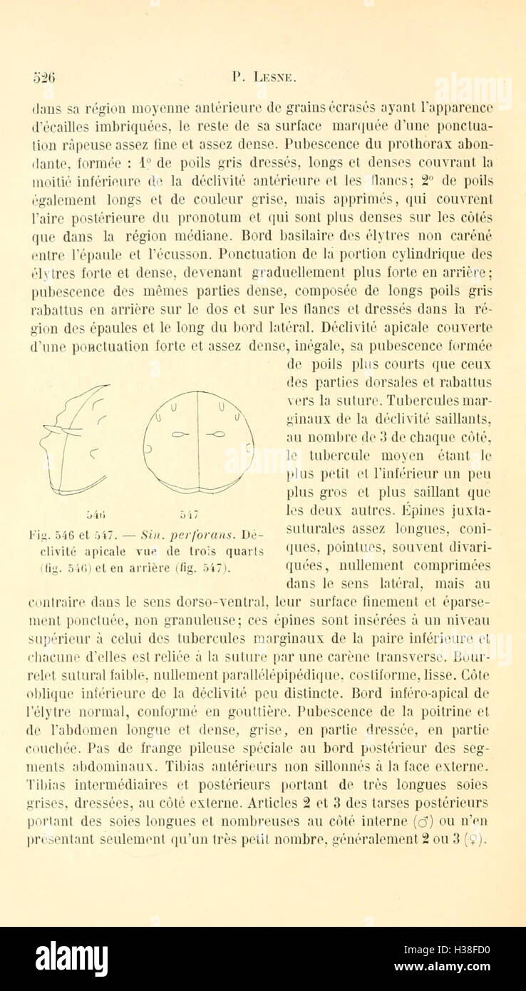 Ce travail fournit une révision des coléoptères de la famille des Bostrychidae, en se concentrant sur la classification des espèces, les caractéristiques morphologiques et l'identification taxonomique. Banque D'Images