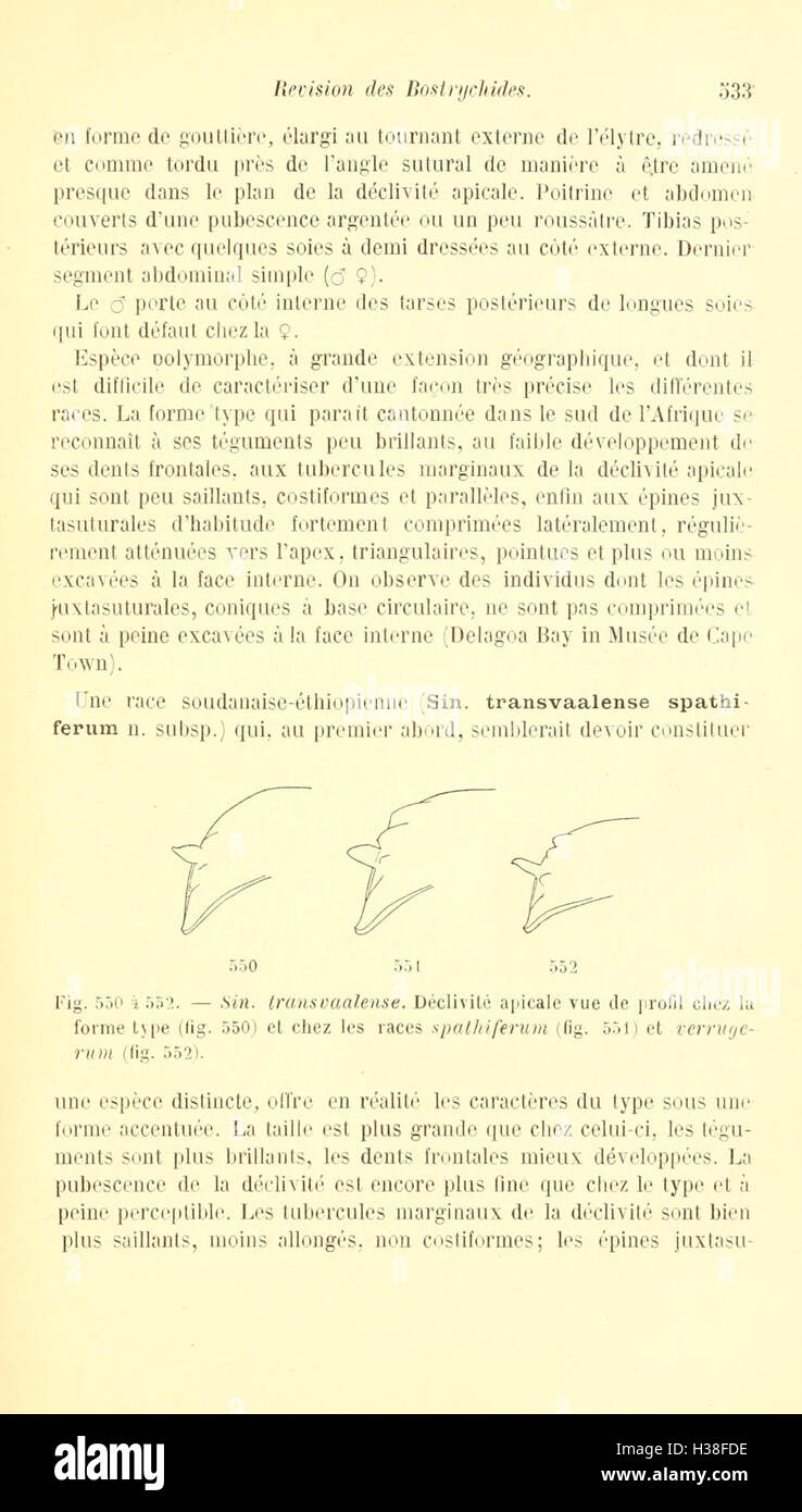 Une révision des coléoptères de la famille des Bostrychidae, avec un examen approfondi de la classification des espèces, de la morphologie et de l'habitat. La page détaille les caractéristiques et la diversité au sein de la famille. Banque D'Images