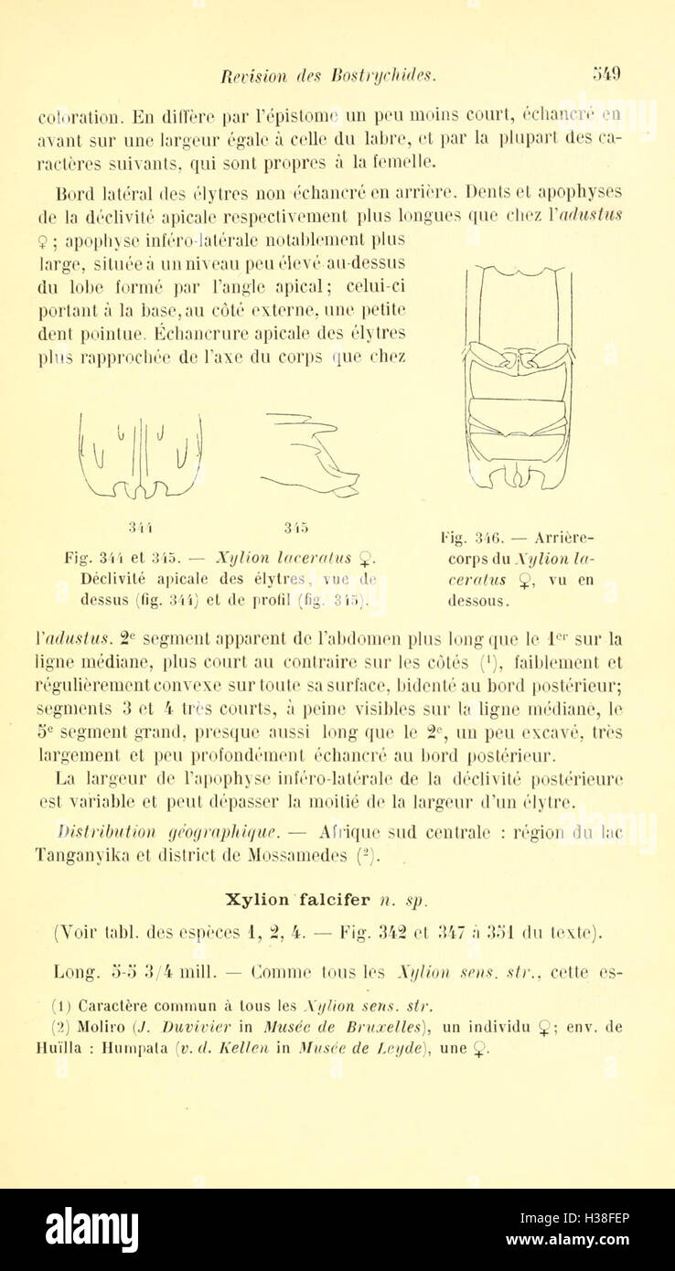 Ce travail propose une révision de la famille des coléoptères Bostrychides, fournissant des informations détaillées sur la classification, les caractéristiques et la répartition des espèces. Banque D'Images