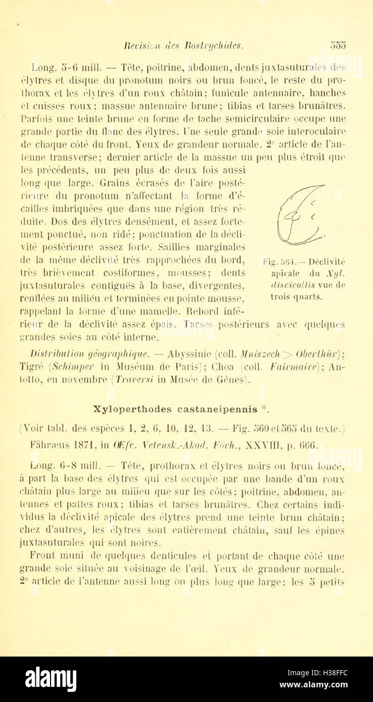 Ce travail propose une révision de la famille des coléoptères Bostrychidae, en se concentrant sur la taxonomie, la classification des espèces et les caractéristiques clés de ces coléoptères. Banque D'Images