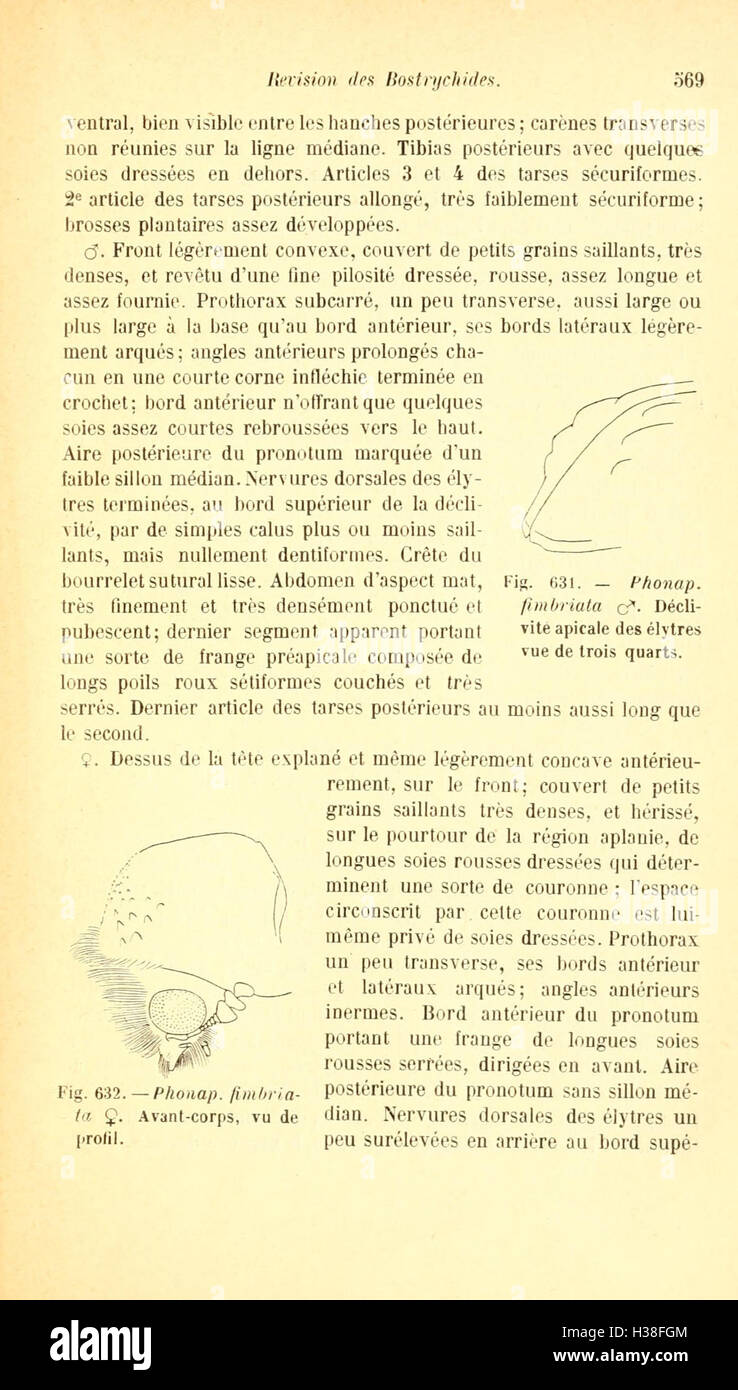 Ce texte fournit une révision taxonomique de la famille des coléoptères Bostrychidae, en se concentrant sur la classification des espèces et les caractéristiques distinctives. Banque D'Images