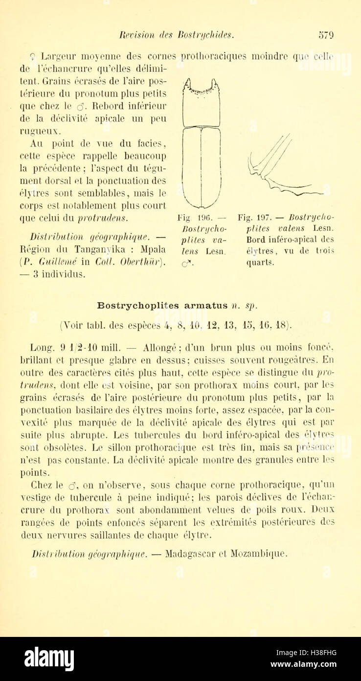 Cette révision examine la famille des coléoptères Bostrychidae, en se concentrant sur la classification des espèces, leur répartition et leur impact écologique dans la région. Banque D'Images