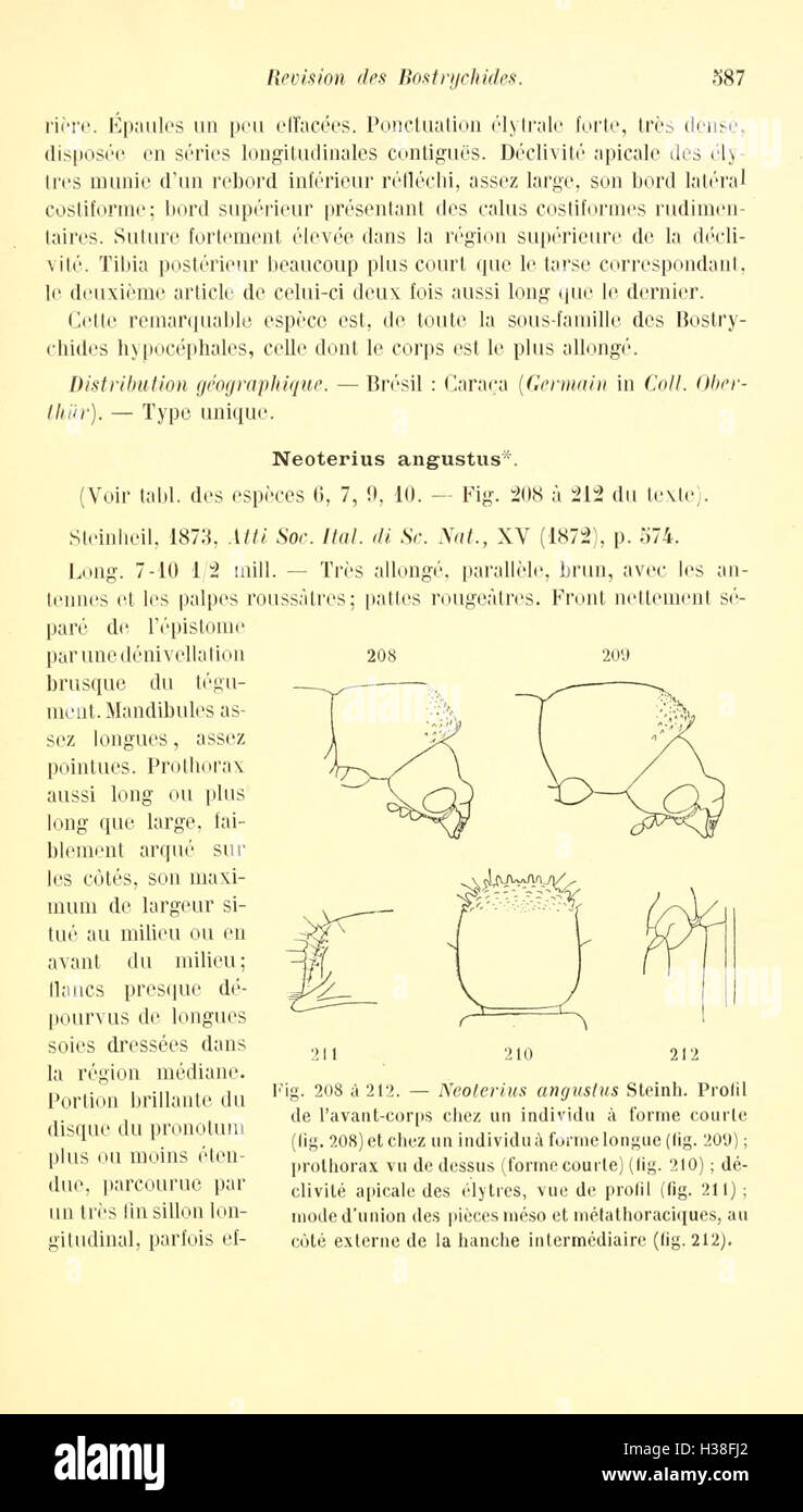 Révision taxonomique de la famille des coléoptères Bostrychidae, axée sur la classification des espèces, les préférences en matière d'habitat et l'identification. Banque D'Images