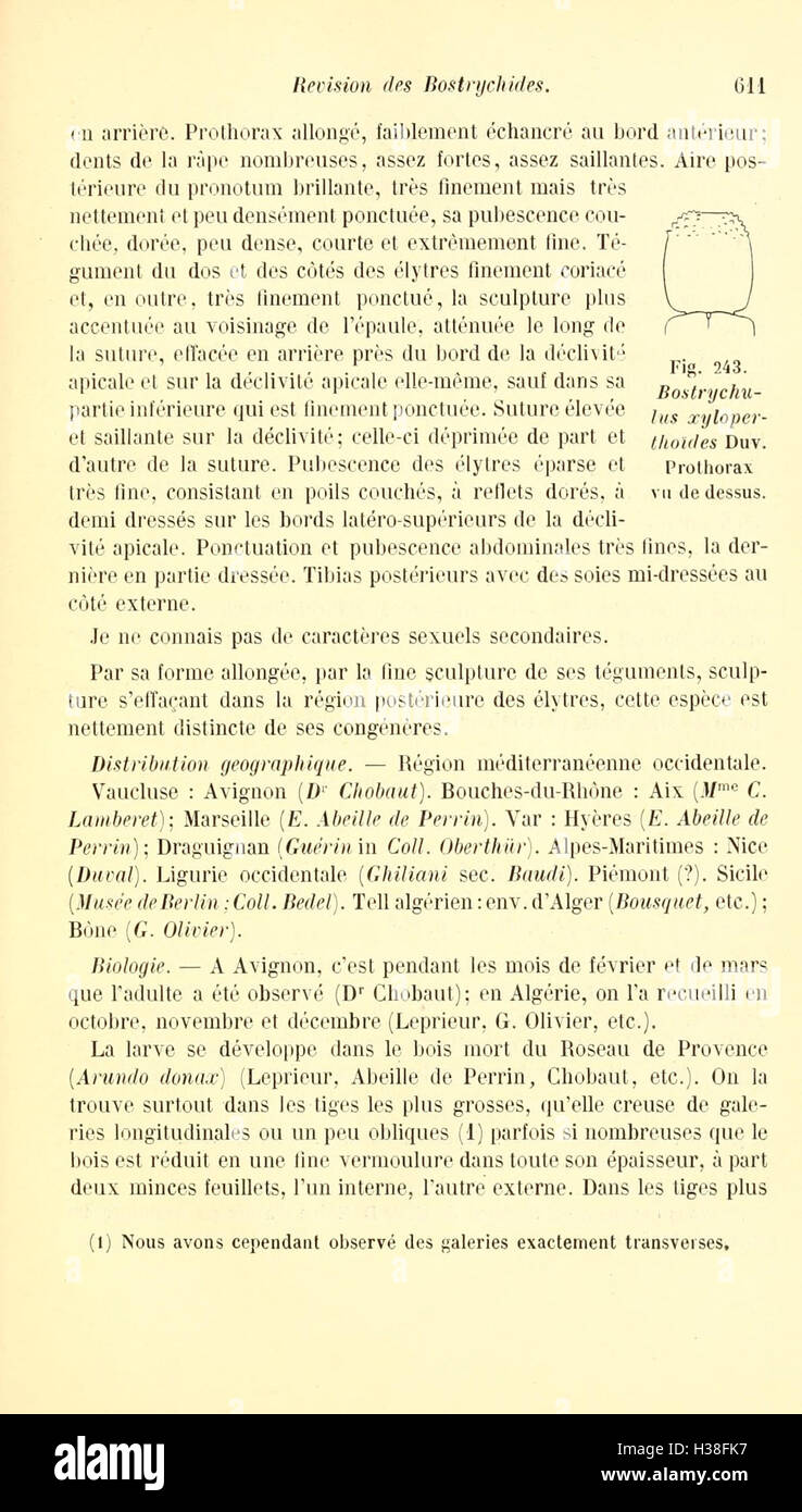 Cette révision se concentre sur les coléoptères de la famille des Bostrychides, détaillant leurs espèces, leur classification et leurs caractéristiques au sein du groupe élargi des coléoptères. Banque D'Images
