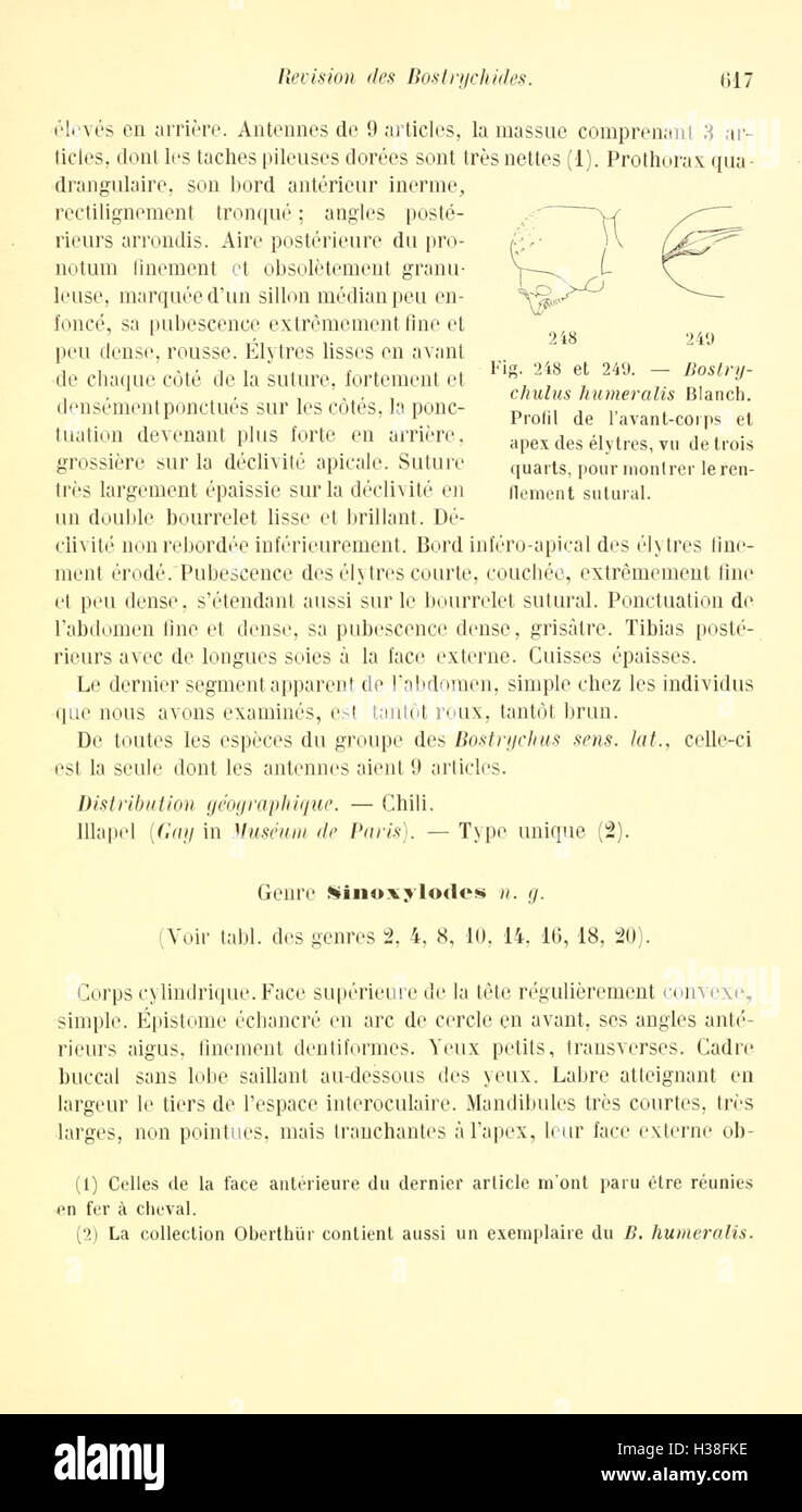 Cette page fournit une révision des coléoptères de la famille des Bostrychidae, détaillant la classification des espèces, les caractéristiques et la répartition de ces insectes. Il comprend des mises à jour sur la taxonomie et les découvertes scientifiques concernant leur écologie et leur comportement. Banque D'Images